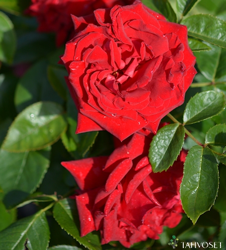 Rosa Teehybridi-Ryhm 'Ingrid Bergman', ryhmruusu